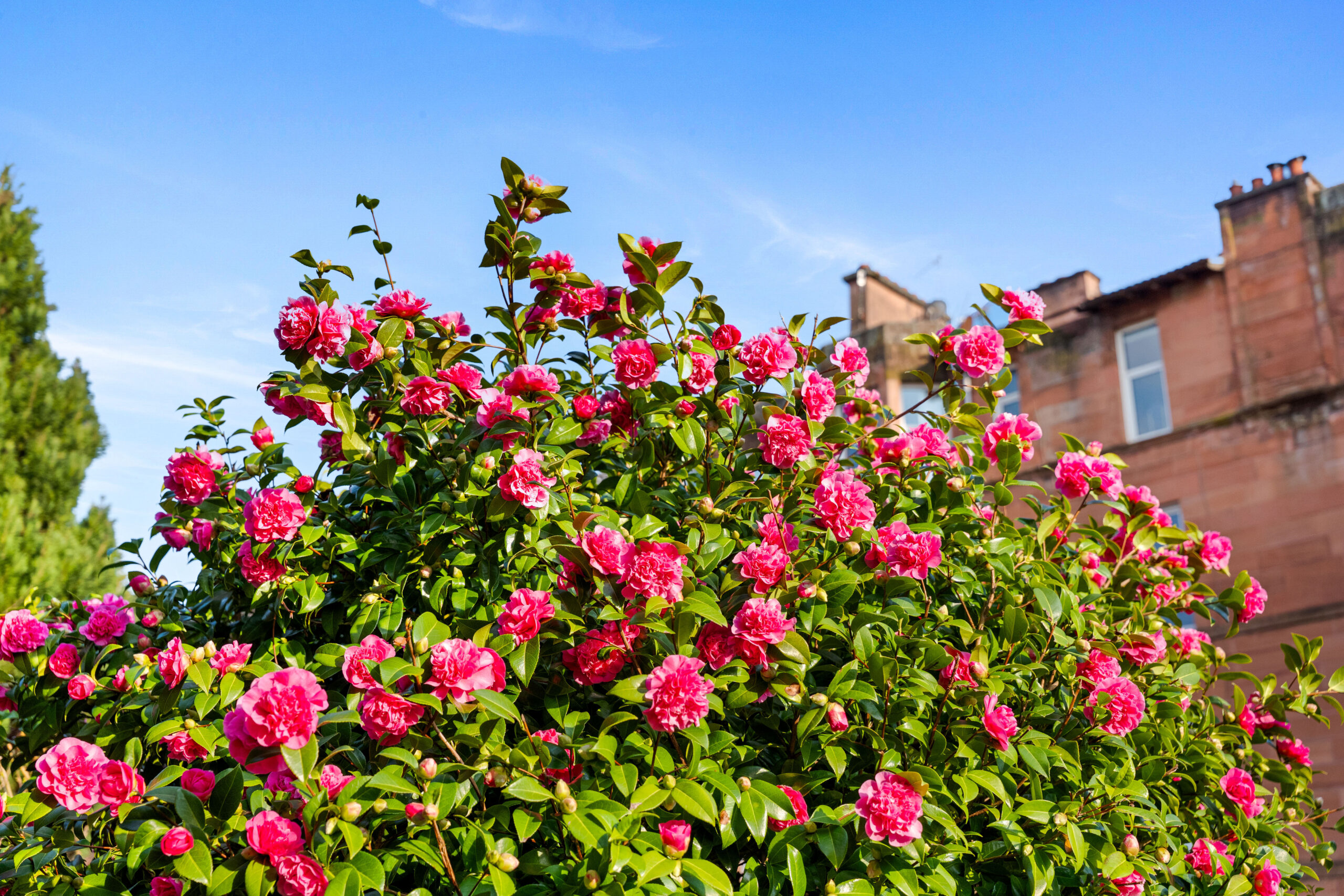 108 Tantallon Road (17)